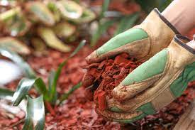 Grass growing up through mulch. How To Lay Mulch Over Grass Go Get Em Lawn Services