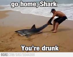 Rentre A La Maison Requin Tu Es Saoul Humour Drole De Vie Photos De Requin