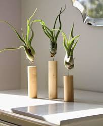 Las plantas de interior tienen como principal característica su capacidad para crecer y vivir en interiores. Adorna Tu Casa Con Plantas Decorativas Para Interiores