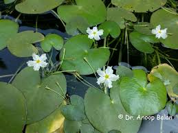 Image result for Nymphoides brevipedicellata