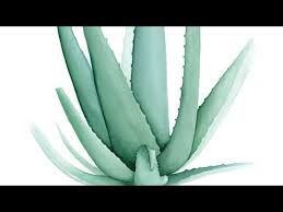 Check spelling or type a new query. Temporary Tattoo With Aloe Vera Tatoo With Aloe Vera Youtube