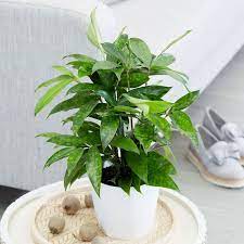 Sebab, tak semua tanaman cocok diletakkan di dalam ruangan. Jual Tanaman Hias Bambu Jepang Berkualitas
