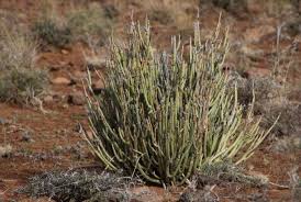 Image result for Kleinia