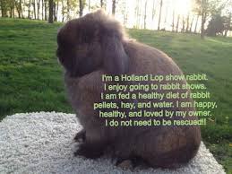 These Rabbits Are Fed 2x Daily Handled Constantly Which Is Why They Love Being Around People Groomed And Are Well Show Rabbits Raising Rabbits Rabbit Breeds