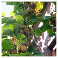 Many plants can not be successfully rooted, or rooting them could be very difficult. Kiwi Solo Plant Kiwi Fruit Trees For Sale Ornamental Trees Ltd