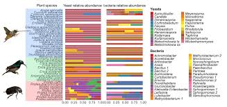 Image result for Uvaria welwitschii