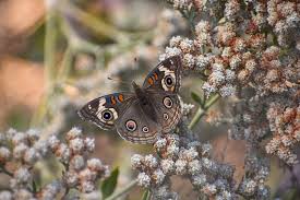 Image result for Eriosema angolense