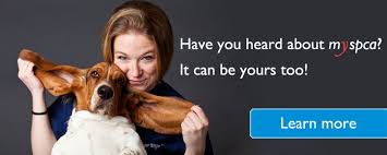 Mspca Since 1868 The Massachusetts Society For The Prevention Of Cruelty To Animals Has Been A Leader In Animal Health And Welf Pet Health Pet Care Animals