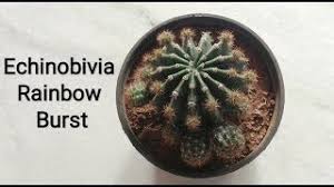 Plastic pot height & diameter 5cm. Plantopedia Echinobivia Rainbow Burst Youtube