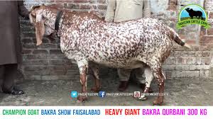 Rise of the guardians (2012) hindi dubbed. 671 Biggest Bakra Qurbani Wazan 300 Kg Qudrat Ka Anmol Tohfa Video Dailymotion