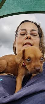 Lost dog in Tehama County area