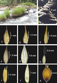 Image result for Arundinella