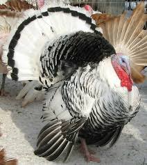 Wild Birds That Look Like Turkeys This Is A Royal Palm Turkey Royal Palms Are Active Thrifty Turkeys Excellent Foragers And Good Flyers Standard Weig Raising Turkeys Beautiful Birds Birds