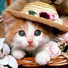 We did not find results for: Updated Cute Cats App Free Jigsaw Puzzles Android App Download 2021