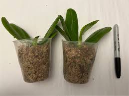 Image result for Kotschya speciosa