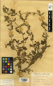 Image result for Tribulus zeyheri