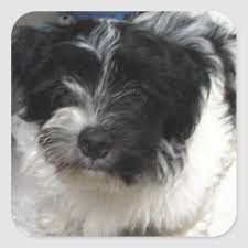 Black And White Havanese Puppy Havanese Rescue Puppy Black And White Square Sticker Zazzle Com In 2020 Rescue Puppies Havanese Puppies