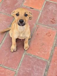 Rescued male pup that was dumped at Chancellor, looking for forever home.  He's currently by a vet but cannot stay there. Very sweet & friendly pup.  Needs a loving home asap 🙏🏼