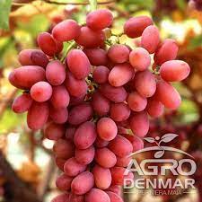 Rosa, e introduzida na europa pela vivai cooperativi rauscedo como únicos. Vita De Vie Supernova Seedless Agrodenmar Ro