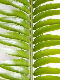 Image result for Cyathula natalensis