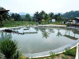 After exiting the highway you will reach a t junction, turn left and travel for a few kilometres and the hot spring will be located on the right hand side. Tempat Sampah Haram Jadi Kolam Air Panas Terkenal