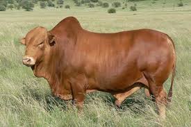 Pin On South African 1 Cattle Breeds