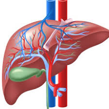 Bile Duct Bile Duct Cancer Bile Duct Cancer Tests