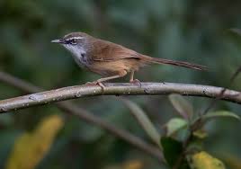 We did not find results for: Mengetahui Perbedaan Burung Ciblek Gunung Jantan Dan Betina