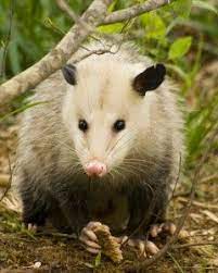 Possum Face Possum Opossum Animals