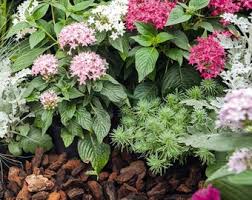 Image result for Pentas schumanniana