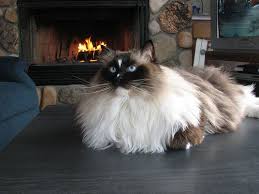 Birman Kittens For Sale Nsw Romantic Leo Ragdoll Cat Cats Beautiful Cats Pictures