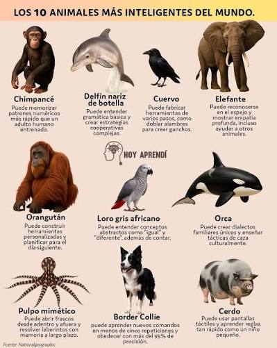 Aprende Conmigo  Los 10 animales más Inteligente del Mundo    Conoce a los animales mas inteligentes del Mundo: 1.  Chimpancé El más similar al humano en inteligencia general. Usa  herramientas,