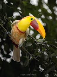 Image result for Dolichos pseudocajanus