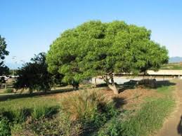 Image result for Acacia hockii