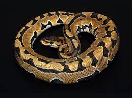 Maybe you would like to learn more about one of these? Puzzle Ball Morph List World Of Ball Pythons