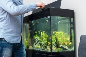 Untuk pemanfaatan bahan bekas tentu membuat budget dalam menghias aquarium ini lebih murah. 9 Langkah Cara Membuat Aquarium Untuk Pemula Ada Tips Merawat