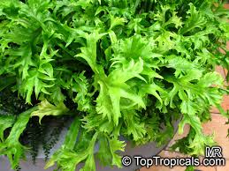 Image result for Polycarpon