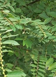 Image result for Bridelia