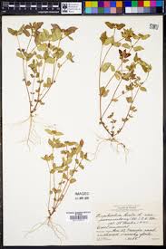Image result for Euphorbia ophthalmica