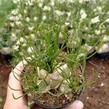 Image result for Albuca