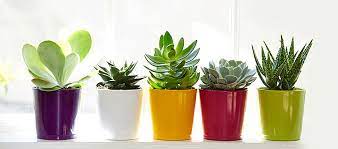 They are also surprisingly easy to grow indoors. 5 Easy To Grow Indoor Plants Easy To Maintain Houseplants Gardening