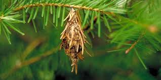 Purchase an insecticide such as dipel or thuricide. Cornell Cooperative Extension Insects On Trees Shrubs