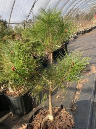 Image result for Hunteria densiflora