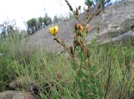 Image result for Stenostelma corniculatum