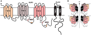 Lipids and proteins are the basic building blocks of living cells. Katp Channel Structure On B Cell Membrane A The Sur1 Subunit Is Download Scientific Diagram