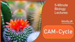 Cam is named for the crassula family. Cassulacean Acid Metabolism Study Solutions