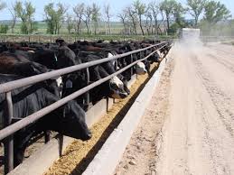 Distribuidor de productos veterinarios dirección: Desarrollan Colaboracion Internacional Con Empresa De Nutricion Y Sanidad Animal Noticias Uach