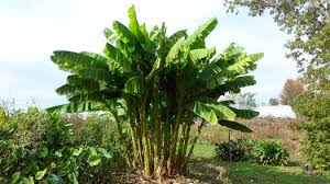 The catch is that it does not fruit or flower in cold climates, and even if it did, the fruits are not edible. Musa Basjoo Hardy Banana Japanese Fiber Banana Plant Lust