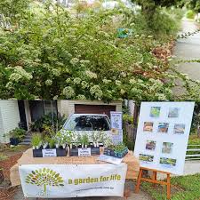 Image result for Lintonia nutans