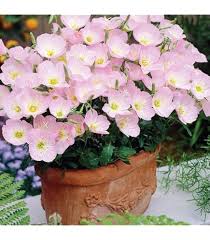 Image result for Scabiosa drakensbergensis